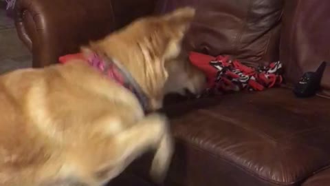 Dogs silly reaction