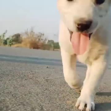 How cute this puppy is🥺😍😘 / wow so lovely