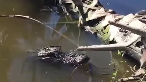 Cool American Alligator (Alligator missipiensis), not a crocodile.mp4