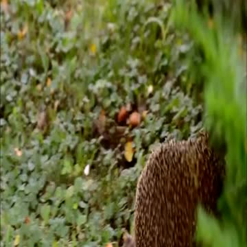Hedgehog in natural habitat #Shorts