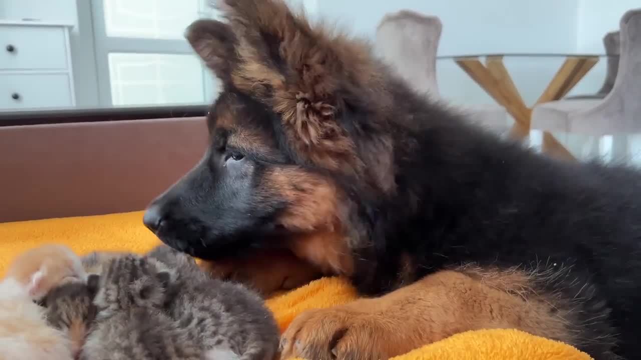 German Shepherd Puppy Reacts to Baby Kittens