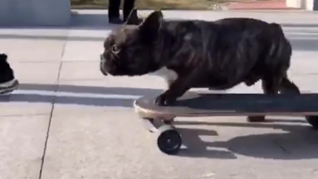 Funny dog video