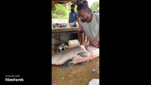 Amazing Fish Cutting