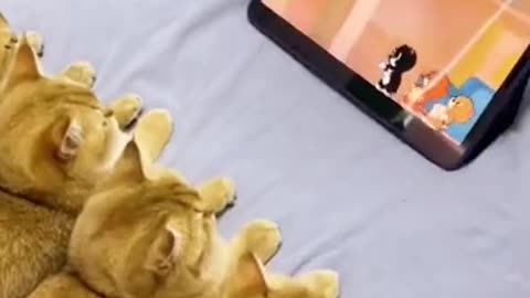 Baby Cats - Funny and Cute Baby Cat Videos Compilation