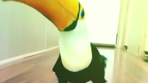 Jolly Toucan