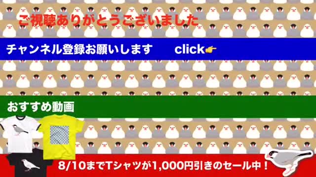 Mofumofu Java Sparrow