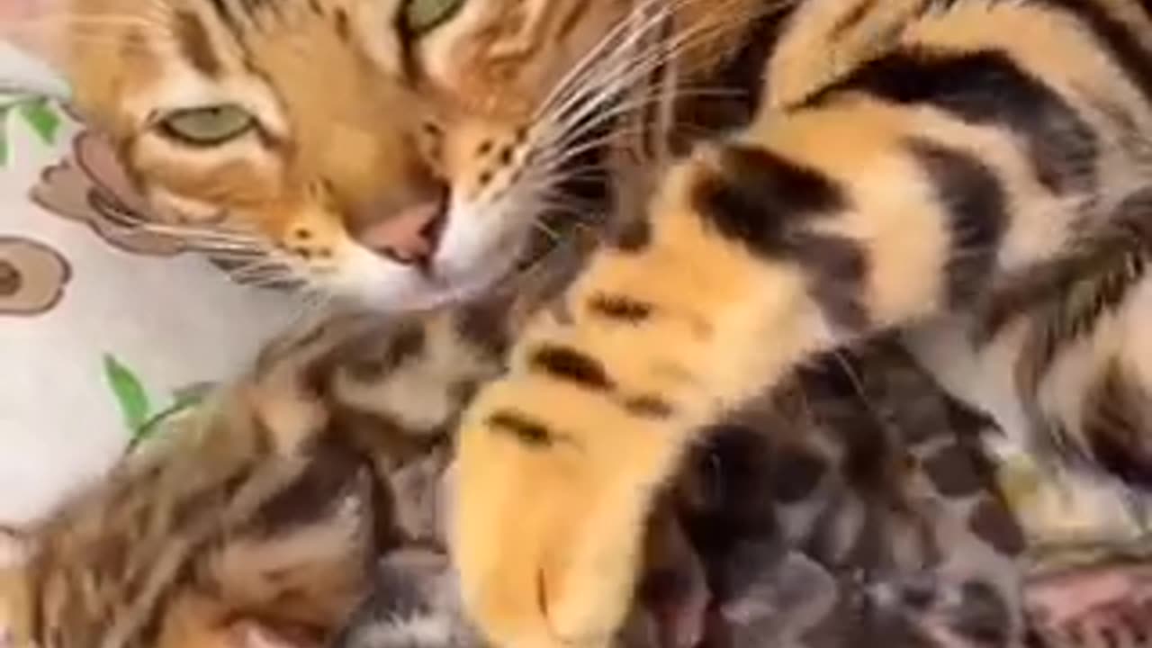 Beautiful cat 🐈 trending video