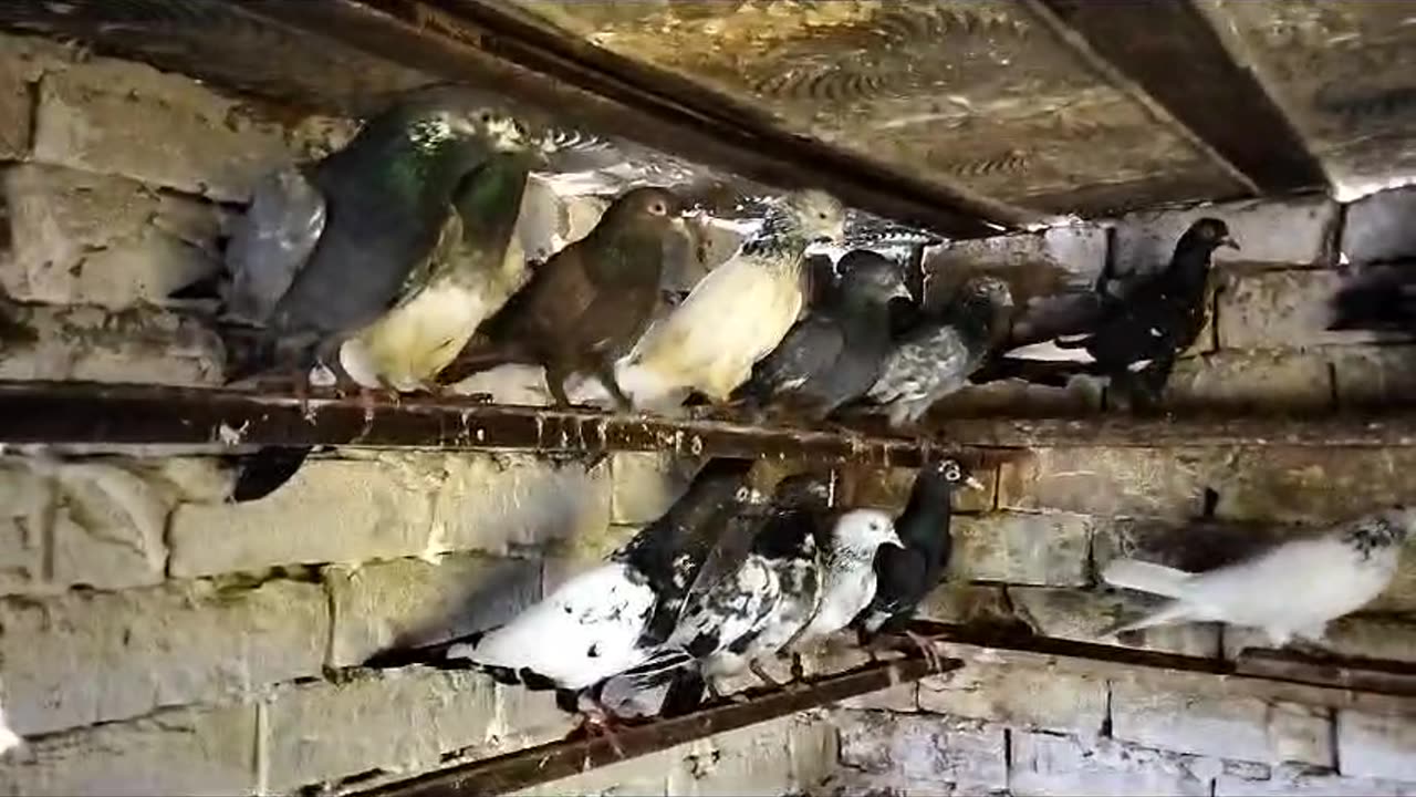 Beautiful pigeon breeder pair best flying