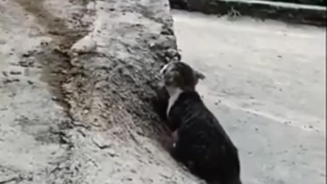Cat try to catch birds