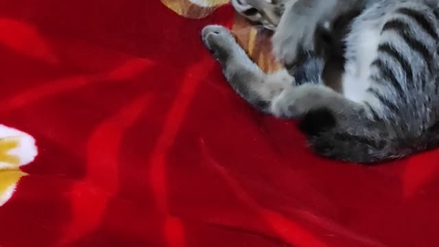 Funny kitten plays with her tail