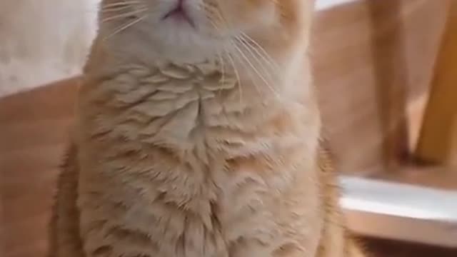 OMG-Cute & Funny Cats-Aww Animals-#FunnyAnimals-#animals-#Shorts-Baby Cats - Cats Land- #cats