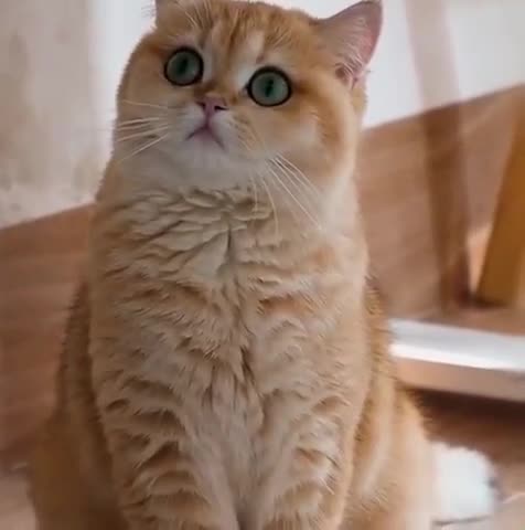 OMG-Cute & Funny Cats-Aww Animals-#FunnyAnimals-#animals-#Shorts-Baby Cats - Cats Land- #cats