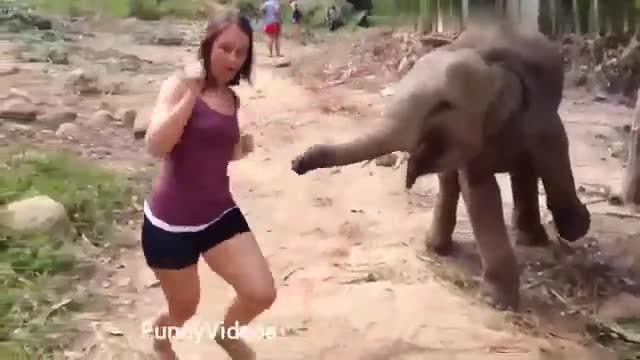 Hot girls vs Animals-Funny Animals