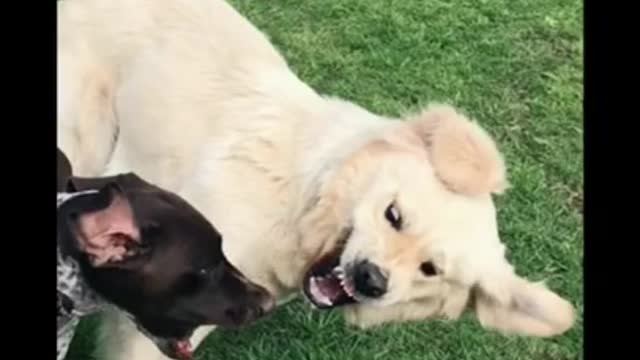 Funny dogs video