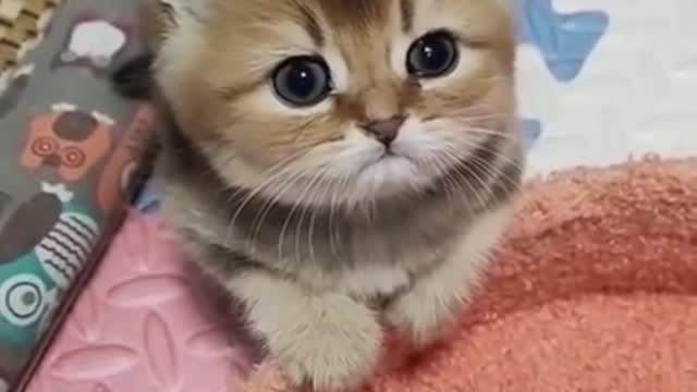 Cute Kitten | lovely cat pet