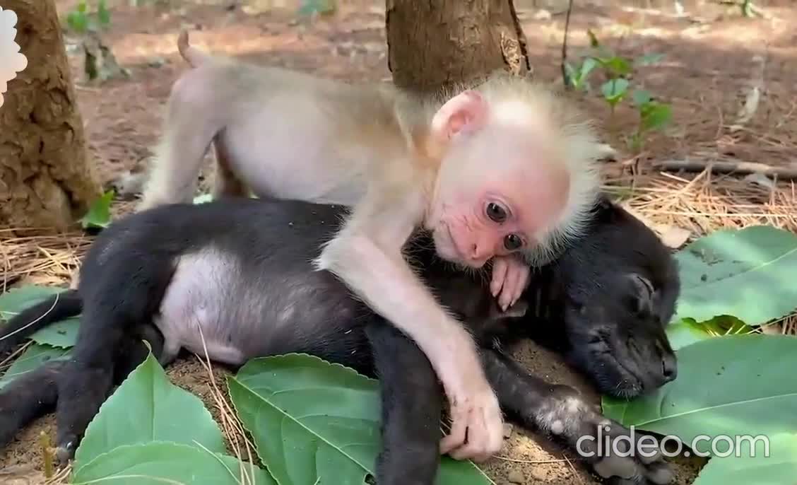 Baby Monkey and Baby Dog