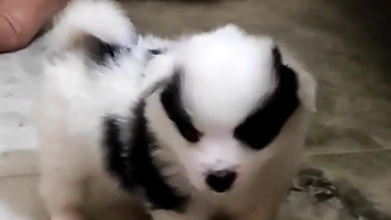 puppy videos, trending puppy vidoes, cute puppy, funny dog videos,