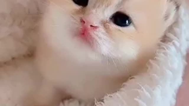 Baby Cats!😍 Cute and Funny Cat Videos | cute pet care #53 #shorts