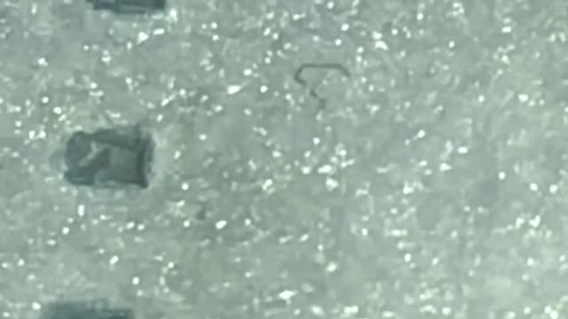 Un-idenified worms in masks