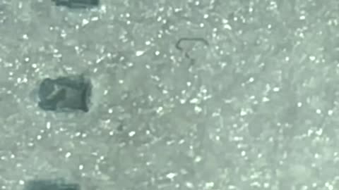 Un-idenified worms in masks