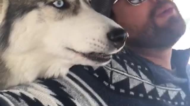 Road trippin' husky howls along with owner