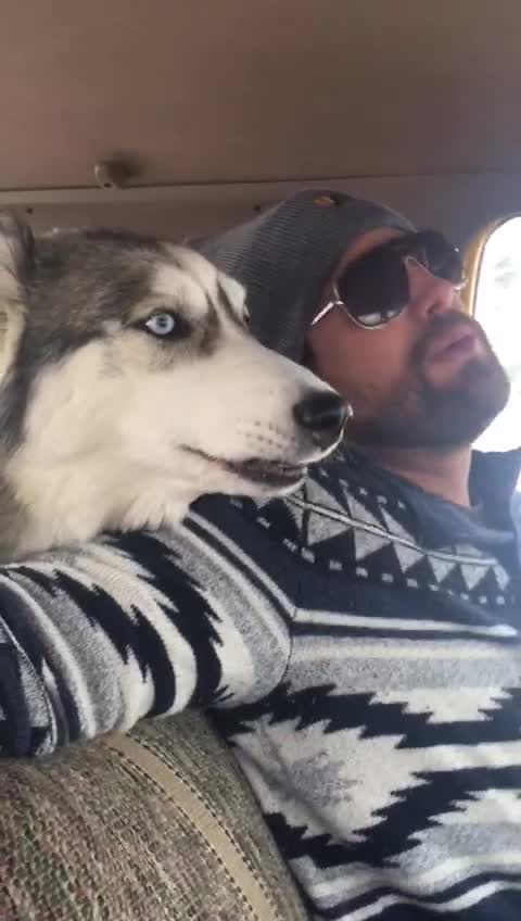 Road trippin' husky howls along with owner