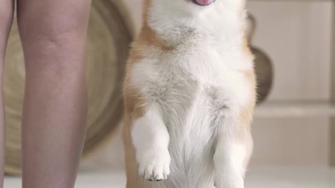Happy cute dog on standing position