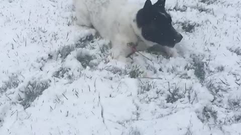 White dog with black face places in snow