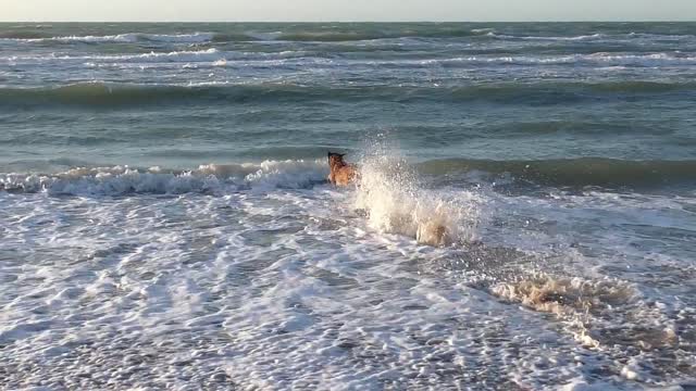 The Dog now is very happy because he saw the water finaly