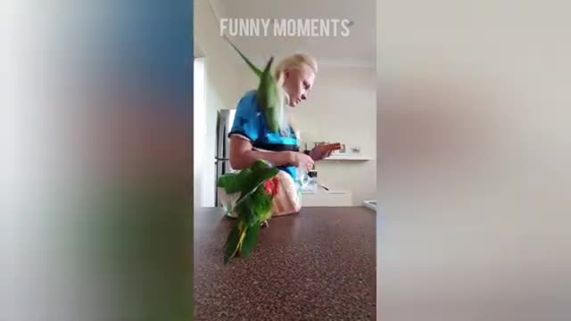 Smart And Funny Parrots - Parrot Talking Videos 2021!