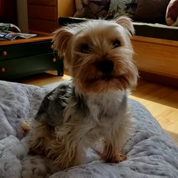 Cute dog does not like mosquitoes.