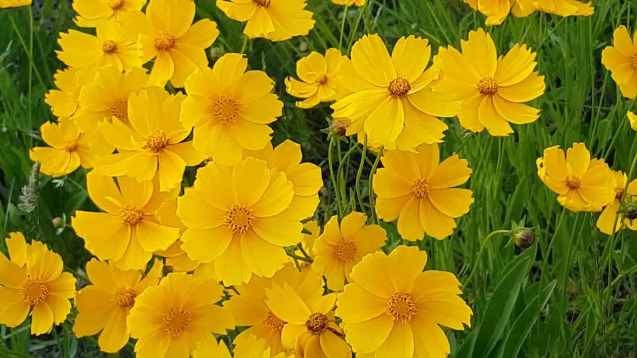 flowers