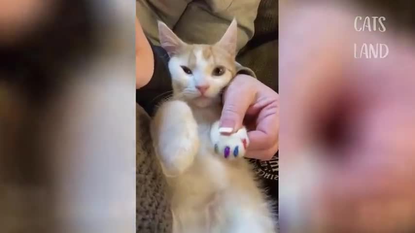 OMG So Cute Cats ♥ Best Funny Cat Videos 2021 # 5