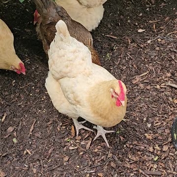 OMC! Chickens pecking and scratching beneath the Lilac bush.