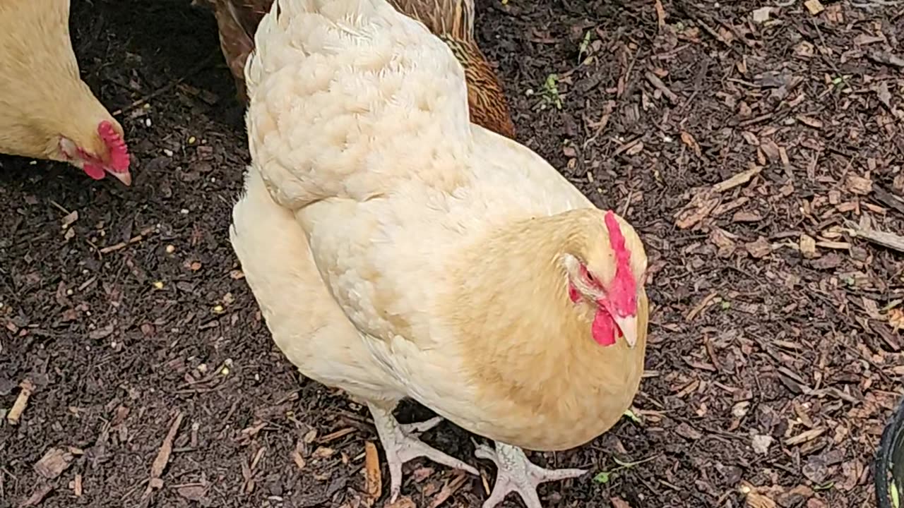 OMC! Chickens pecking and scratching beneath the Lilac bush.