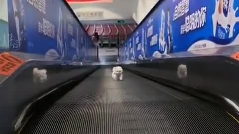 Cute Puppies Escape Escalator (Or Try)