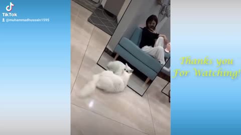 Cat behaviour