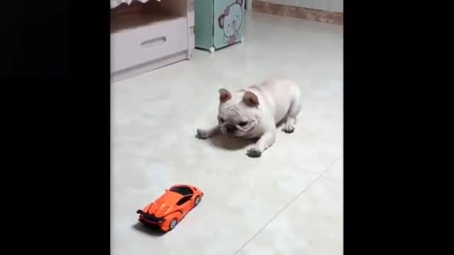 Cutest And Funny Baby Cat | Try Not To Laugh Short 😍