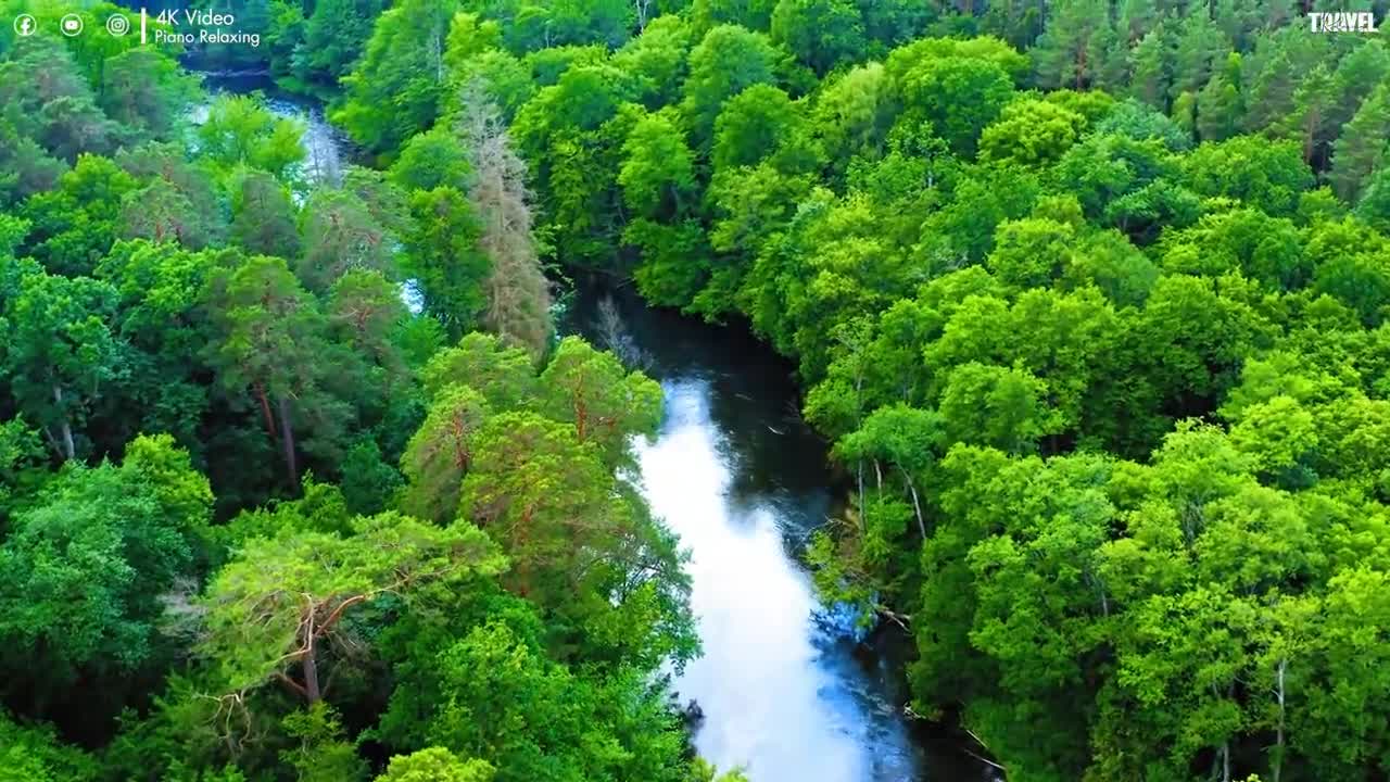 Forest 4K Nature Relaxation Film Relaxing Music