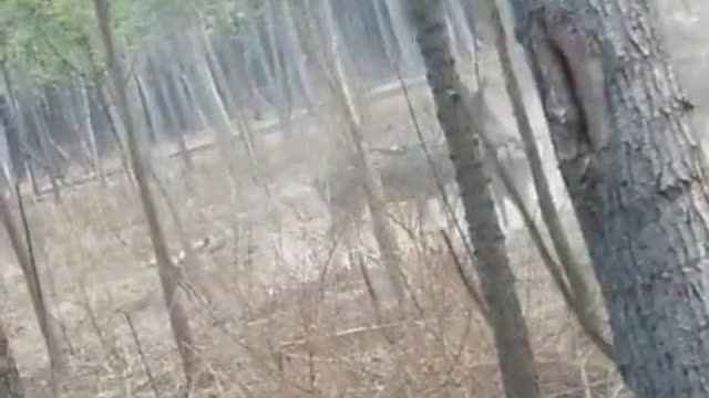 The antelope fight