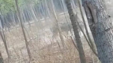 The antelope fight