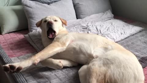 Inexperienced owner teasing a puppy sleeping funnyly