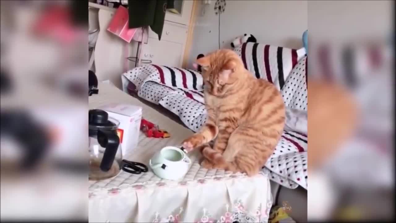 Cats Doing Funny Things, Try Not to Laugh (2021)