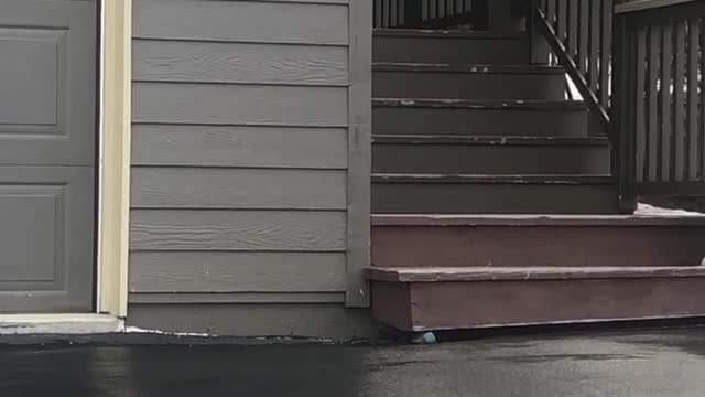 Lynx Lurks on the Steps