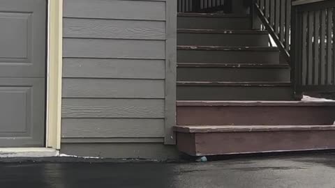 Lynx Lurks on the Steps