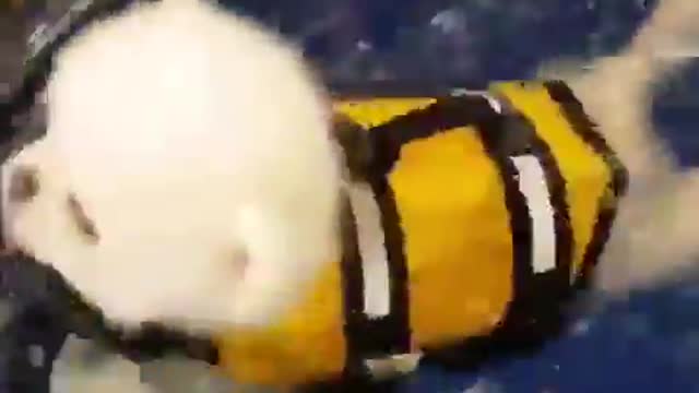 Cute pomerian puppy learning how to swim