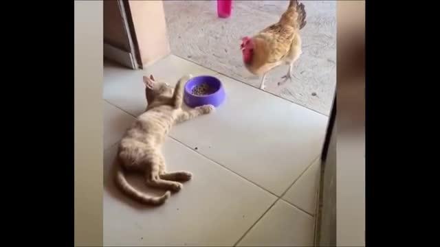 FUNNY ANIMALS VIDEOS!