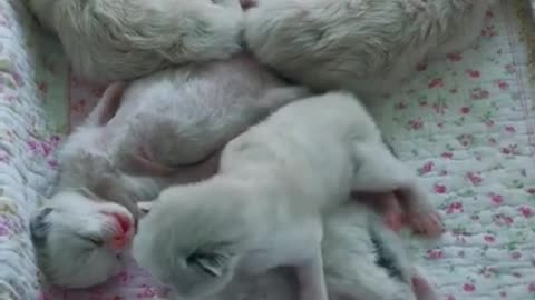 Animals Real 😹 - Best Of The 2021