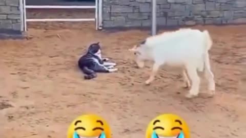 #Funny Animals video