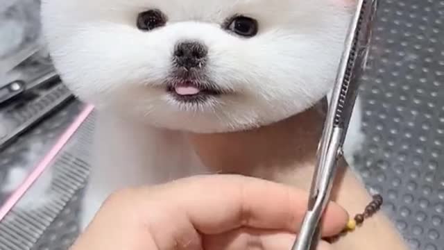 Take the dog out
